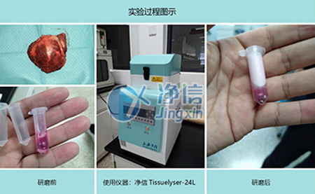 腫瘤組織研磨采用多樣品組織研磨機(jī)進(jìn)行其實(shí)驗(yàn)效果如何？