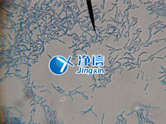 全自動樣品快速研磨儀研磨青霉菌提取線粒體實(shí)驗-上海凈信