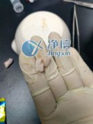 全自動組織研磨機(jī)研磨大鼠腳掌實(shí)驗-上海凈信