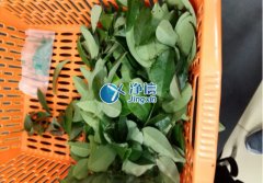 全自動樣品研磨儀研磨降香黃檀樹葉、樹枝
