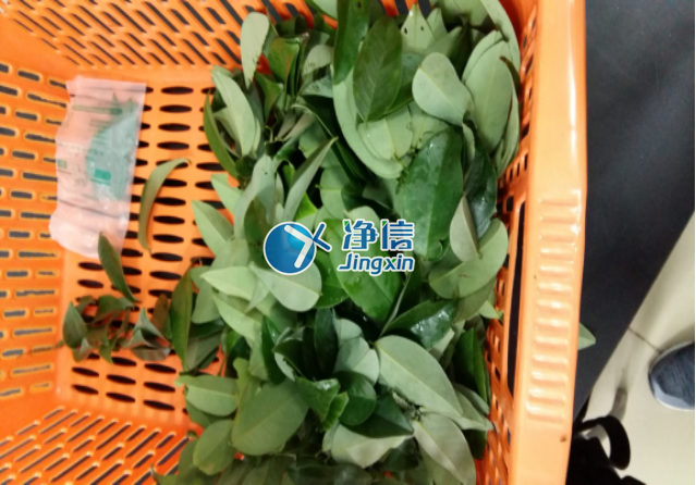 全自動(dòng)樣品研磨儀研磨降香黃檀樹葉、樹枝—上海凈信